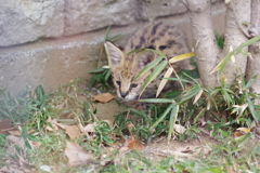 多摩動物公園 サーバルキャットの子供 何かを見つめる