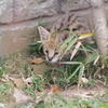 多摩動物公園 サーバルキャットの子供 何かを見つめる