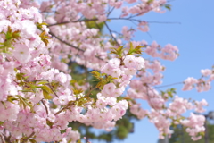 オールドレンズで散歩　八重桜　しっかり絞って撮影