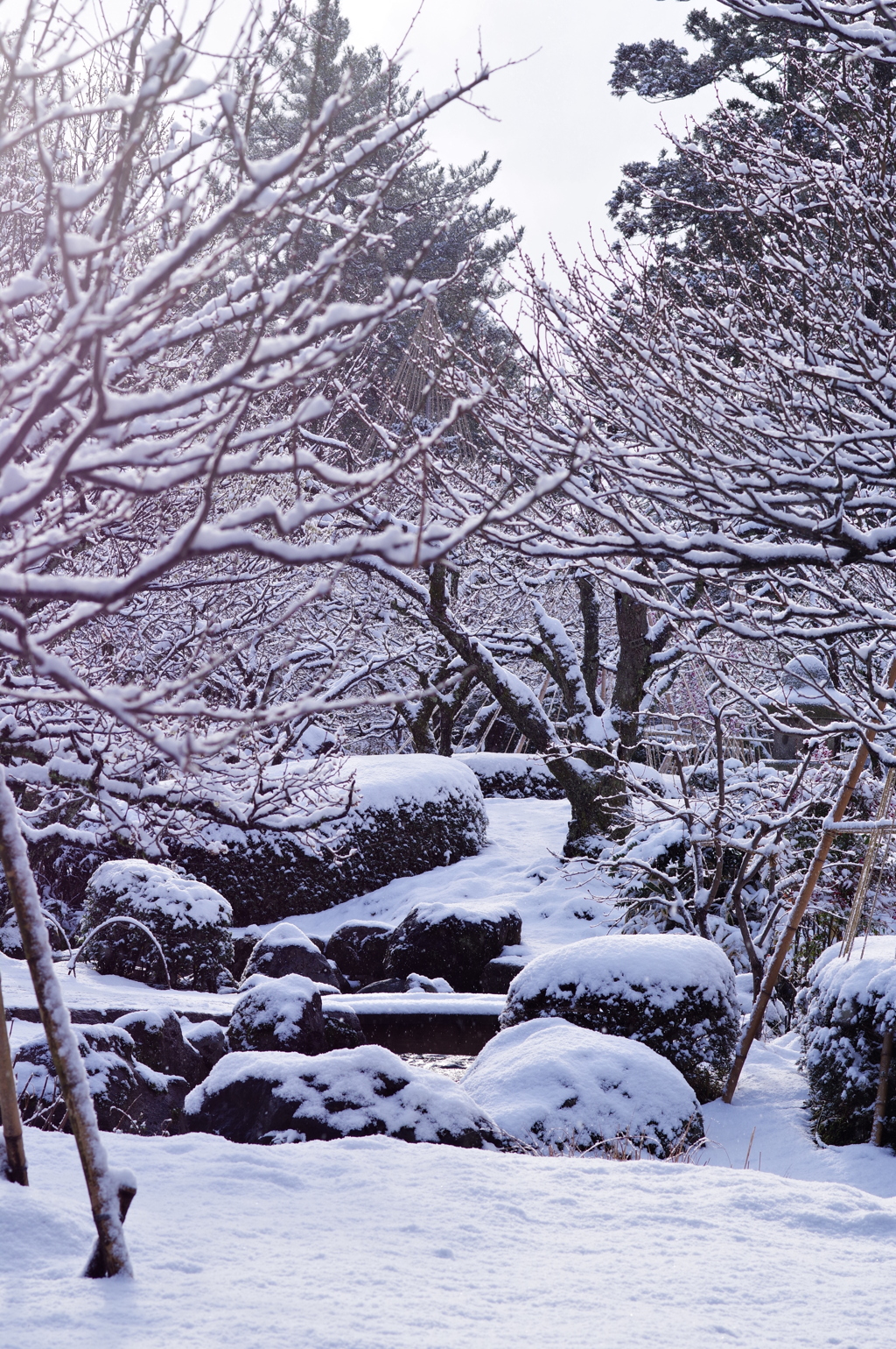 雪の兼六園 梅と雪と (9)