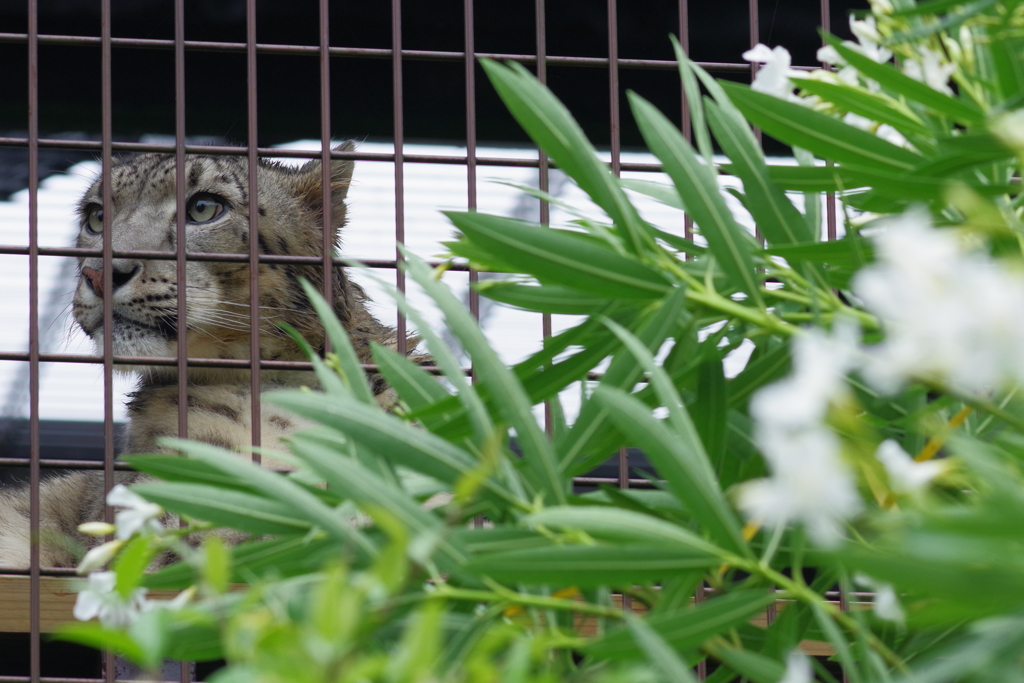 雨のいしかわ動物園 寧ろ元気に動き回ってた