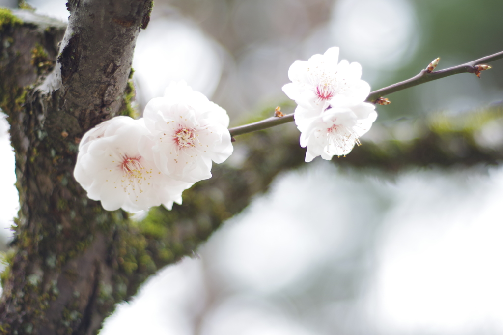 尾山神社　やたらと古い梅