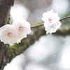 尾山神社　やたらと古い梅