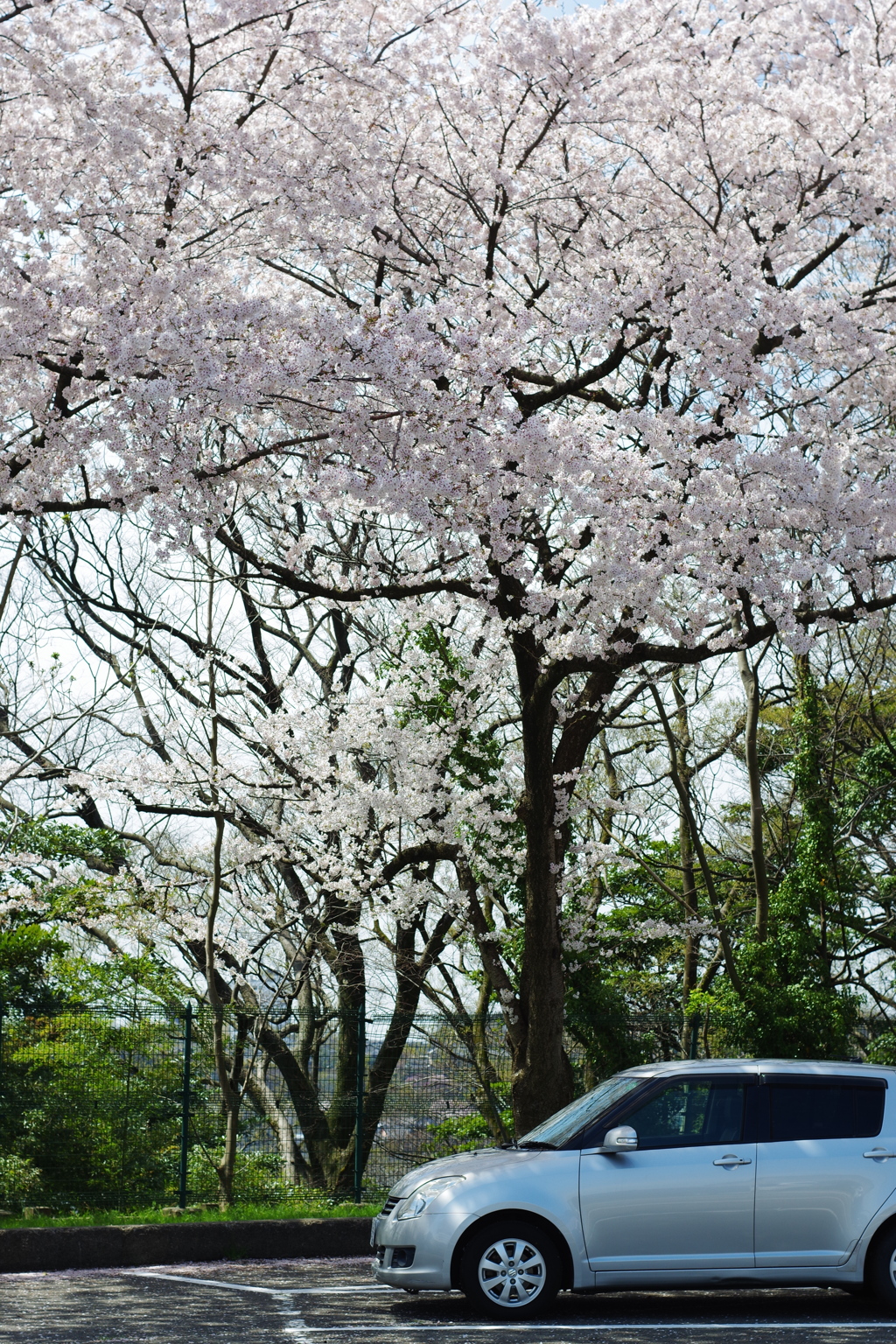 2020年兼六園 桜 ペトリ 50mmf1.7