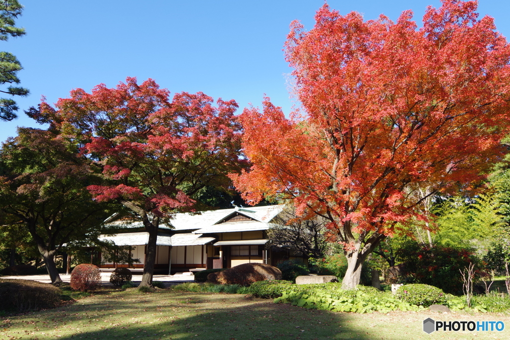 皇居 紅葉2015年 (5)