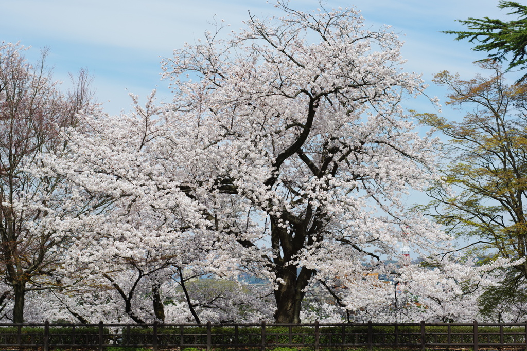 兼六園 桜 (67)