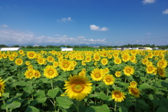 座間市ひまわり こっちを向くひまわり達