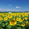 座間市ひまわり こっちを向くひまわり達