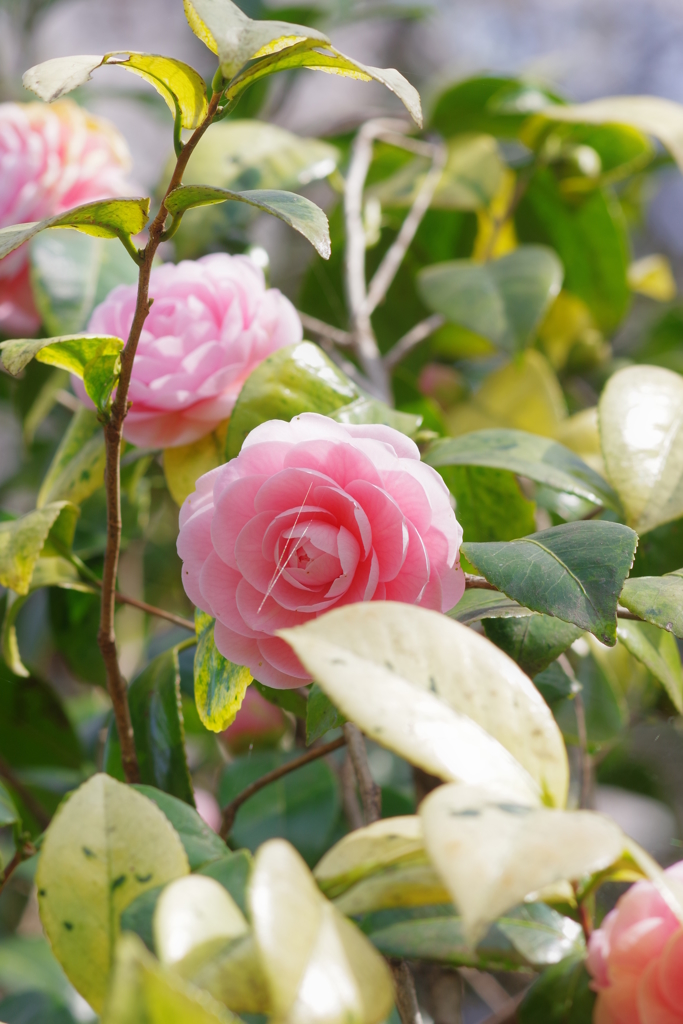 大井町埠頭公園 野良猫と桜 花その2