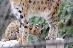 多摩動物公園 サーバルキャットの親子