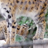 多摩動物公園 サーバルキャットの親子