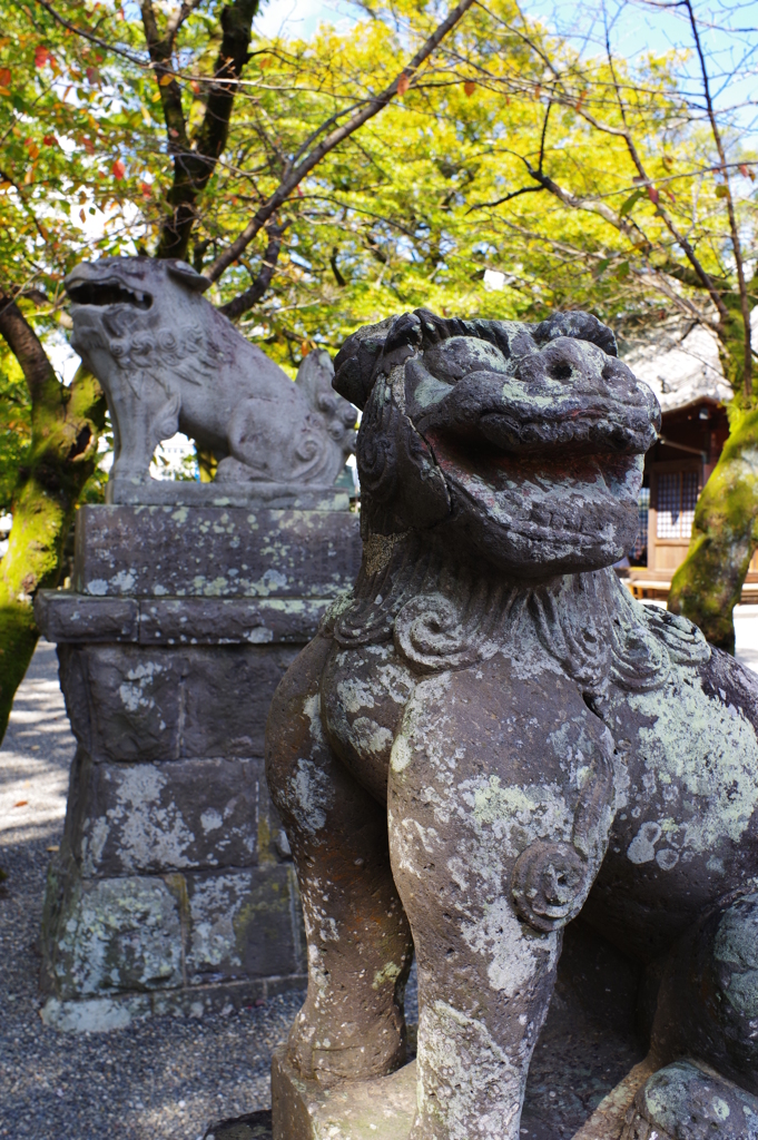 大分ちょっと観光 臼杵散歩　八坂神社 入口にいたので取り合えず一枚