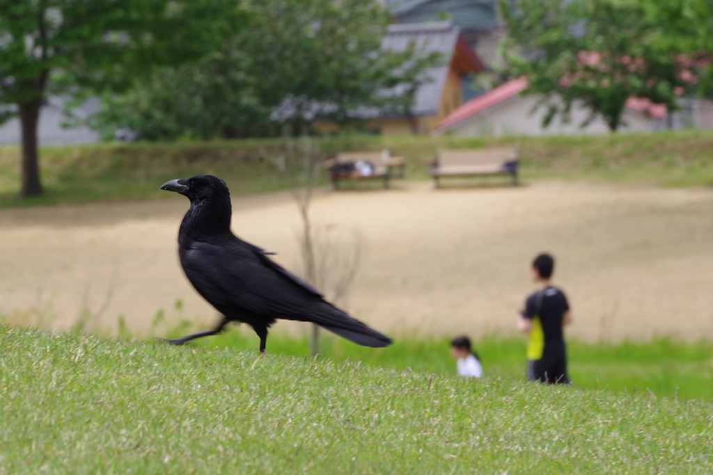 つつじを観に散歩 (37)