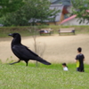 つつじを観に散歩 (37)