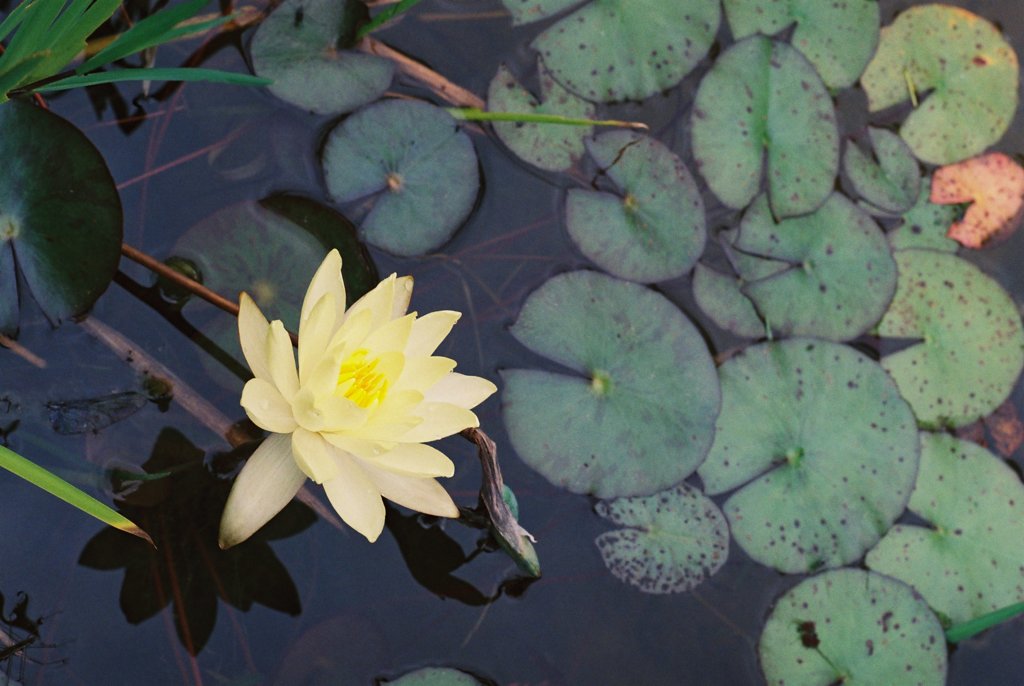 フィルムカメラで金沢ぶらぶら　蓮の花