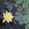 フィルムカメラで金沢ぶらぶら　蓮の花