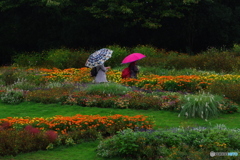 秋雨の里山ガ－デン 花と傘が鮮やかでした