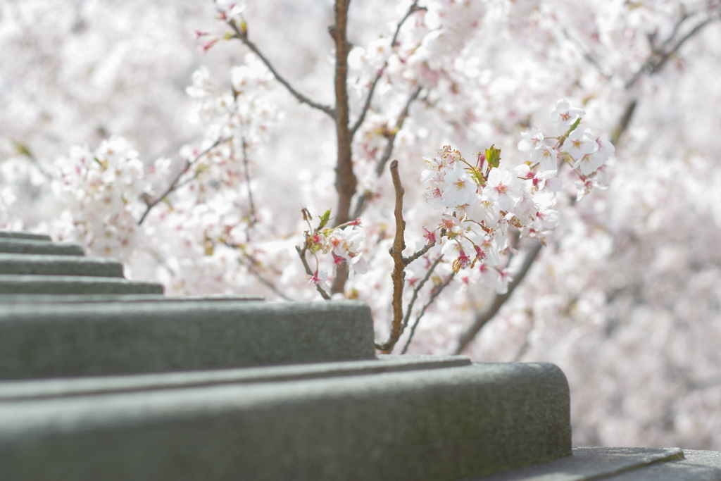 金沢城跡 桜散歩 5000円のレンズで撮ってみる (9)