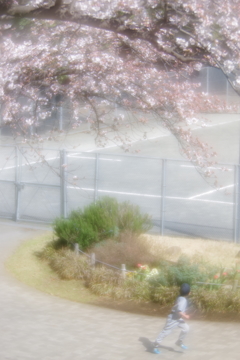試し撮り pentax smc 85mm f2.2 soft focus