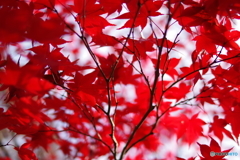 生田緑地 紅葉 31mm (7)