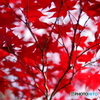 生田緑地 紅葉 31mm (7)