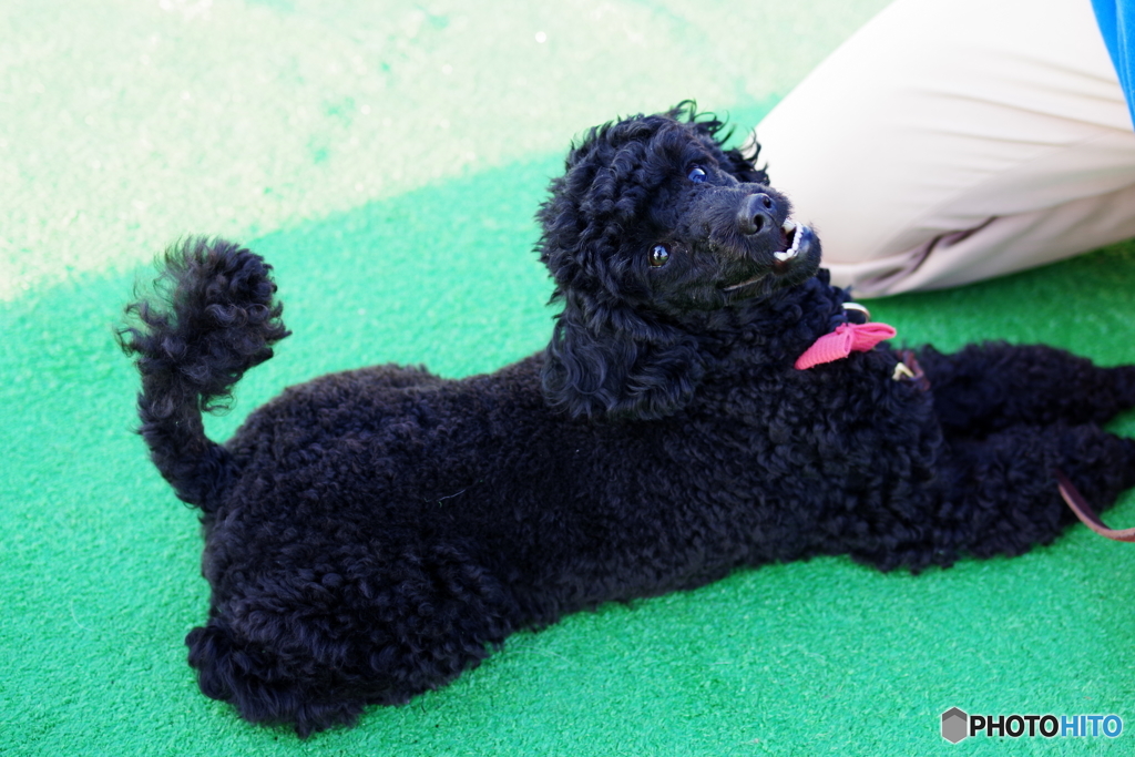 駒沢公園わんわんカーニバル (22)
