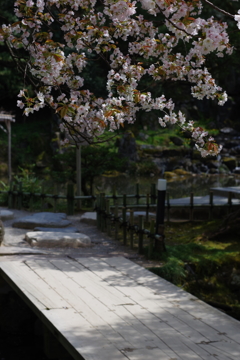 兼六園 桜 (35)