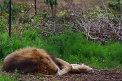 春の嵐の後のズーラシア　眠い 2 ライオン