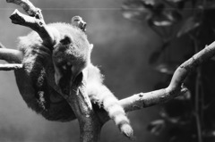 白黒フィルムで動物を撮ってみた　アカハナグマ