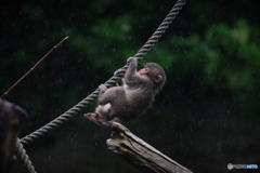 雨にも負けず元気な猿の子供