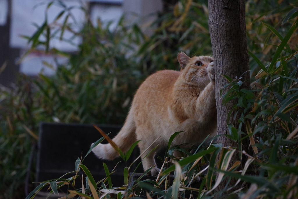 ノラ猫さん　とぎとぎ