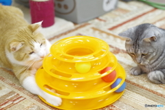 猫カフェ@鎌倉　ペトリ50mm f1.7