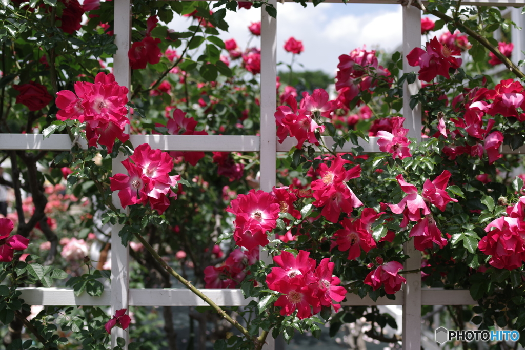 生田緑地 薔薇園 (9)