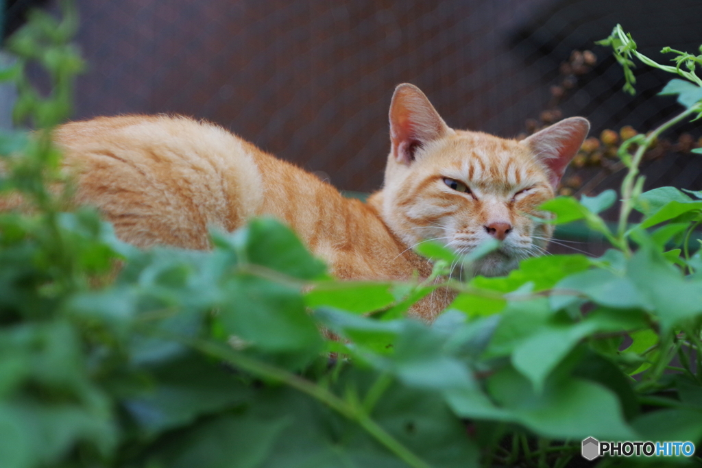 野良猫　TESSAR 50mm F2.8 (8)