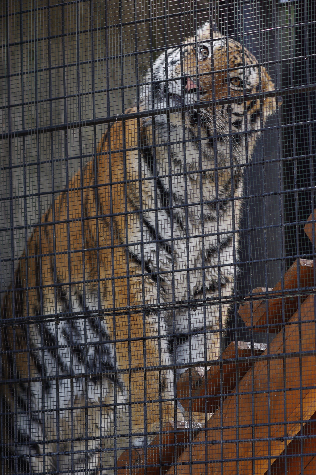 久しぶりのいしかわ動物園　階段を登ってます