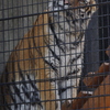 久しぶりのいしかわ動物園　階段を登ってます