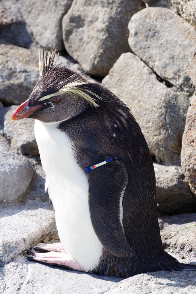 油壺マリンパーク ペンギン