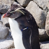 油壺マリンパーク ペンギン