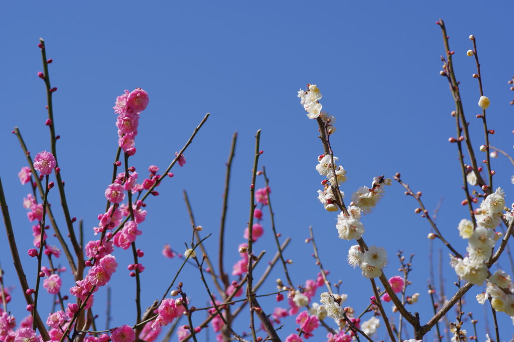 富山植物公園 梅
