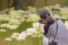 香林寺 彼岸花とカメラマン