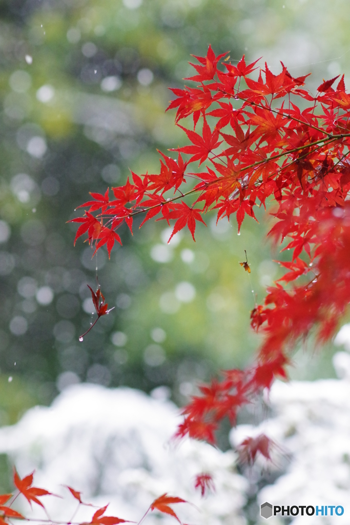 雪と紅葉 