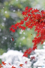 雪と紅葉 