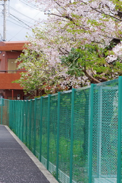 桜散歩 (4)