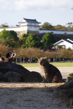 姫路城周辺観光 猫が多いです