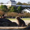 姫路城周辺観光 猫が多いです