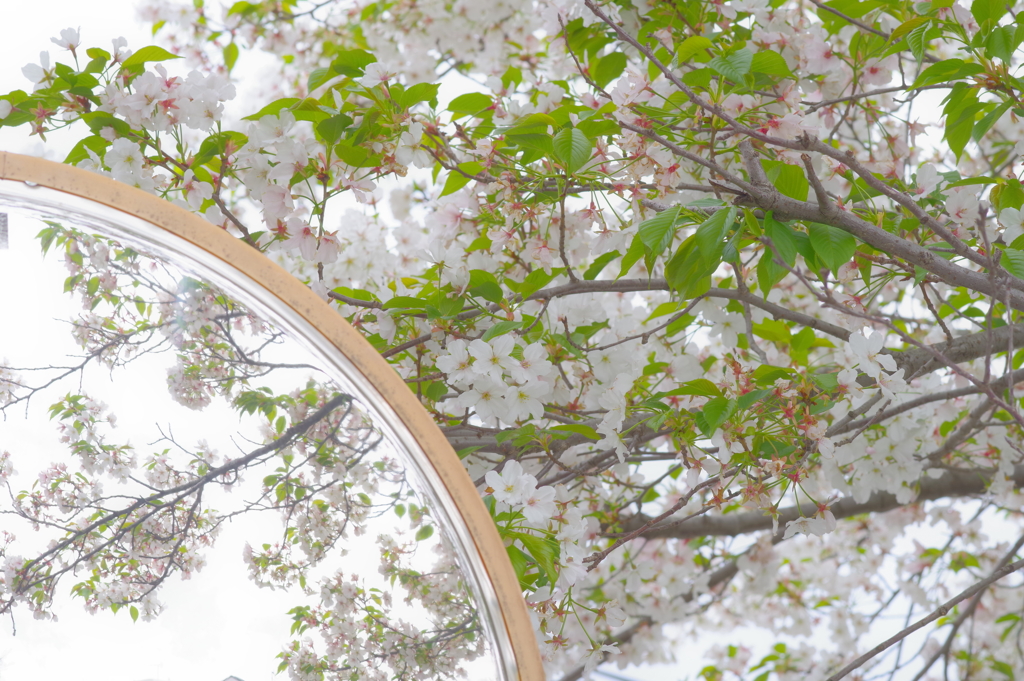 桜散歩 (8)