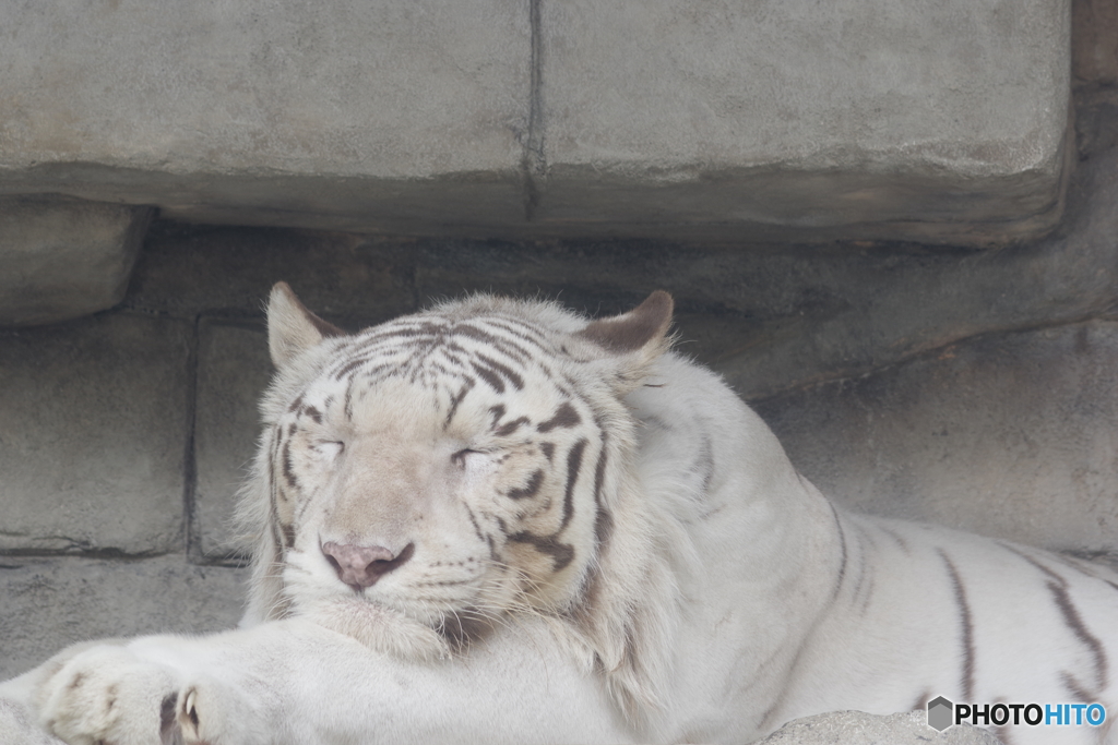 東武動物公園 眠たいホワイトタイガー