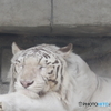 東武動物公園 眠たいホワイトタイガー