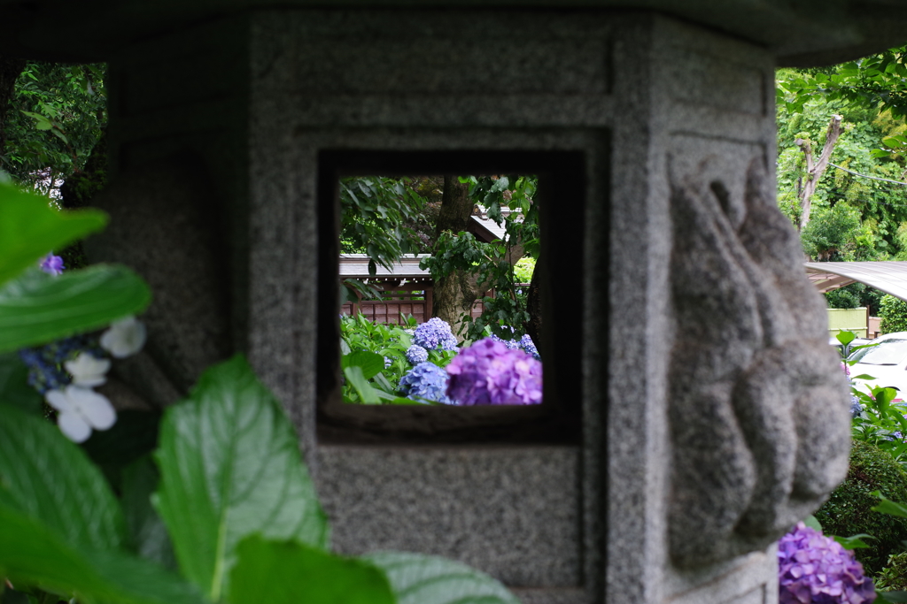 妙楽寺 紫陽花寺