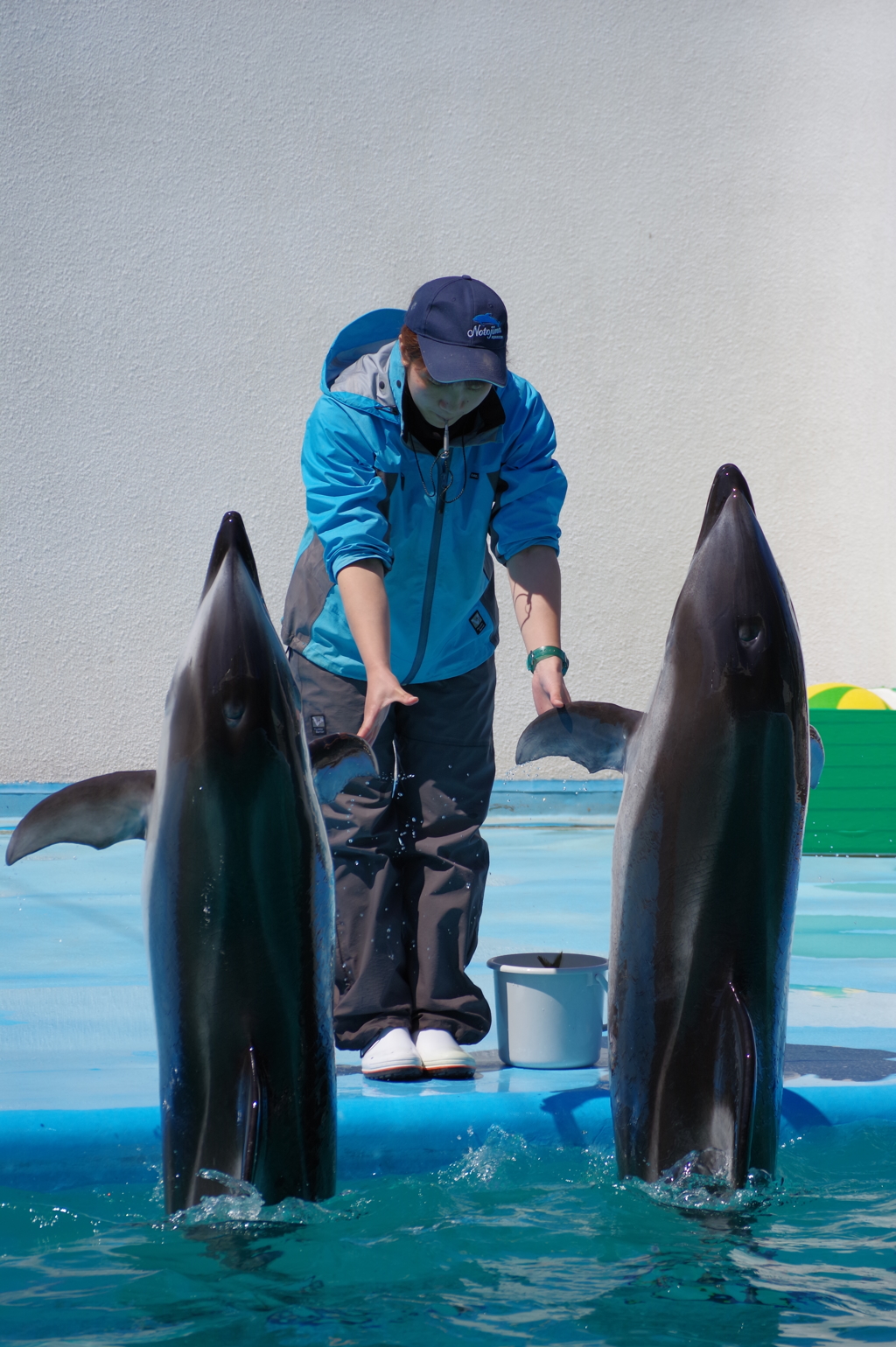 のとじま水族館　カマイルカのショー1